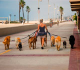 Dog Walkers de cães no  Centro do Rio de Janeiro 